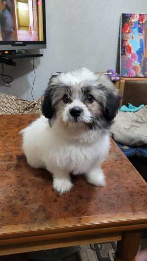 Болонка цветна