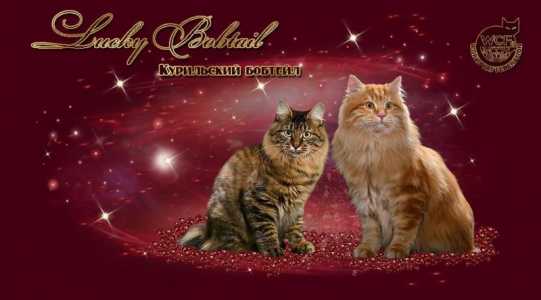 Курильский бобтейл