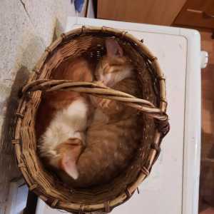 Рыжие котята