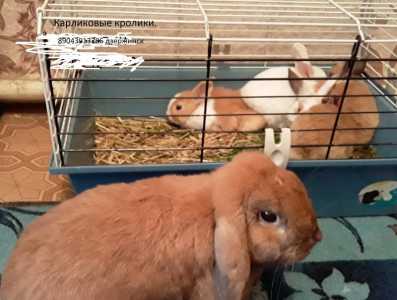 Малыши карликовые кролики