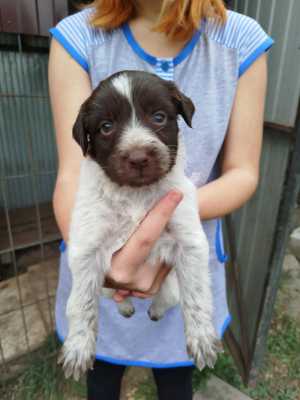 Щенки Дратхаара (охотничья собака)