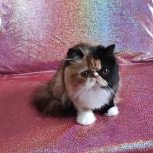 Продам персидскую кошечку