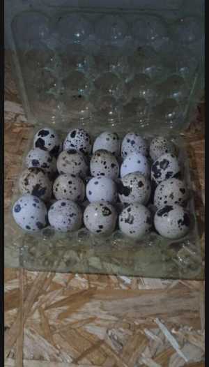 Домашние перепелиные яйца