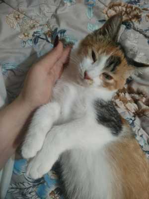 Отдам кошечку