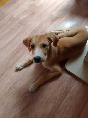 Отдам щенка в добрые руки