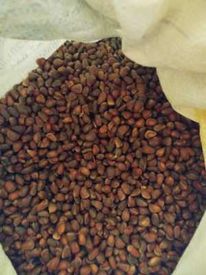 Продам кедровый орех