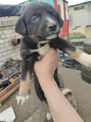 Отдаю даром щенят помесь хаски/лайка+лабрадорр