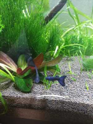 Гуппи Синие Московские