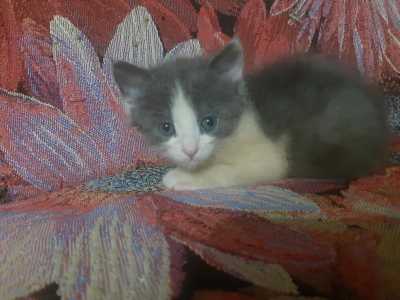 В добрые ответственные руки