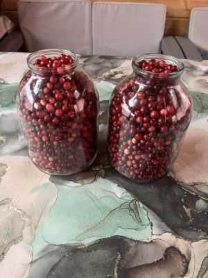 Клюква свежая