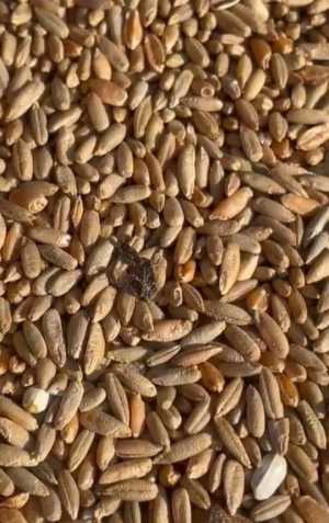 Зерно фураж