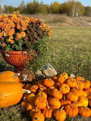 Тыква декоративная