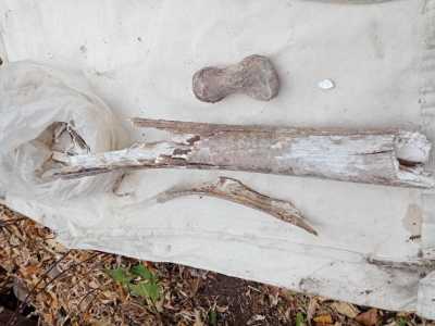 Суставная кость.