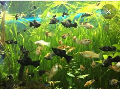 Аквариумные рыбки