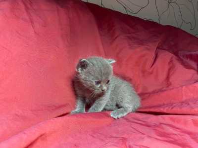 Котята Шотландской породы