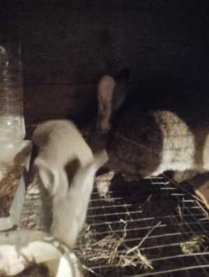 Продаю кроликов