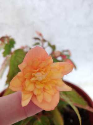 Бегония жёлтая ( сортовая )