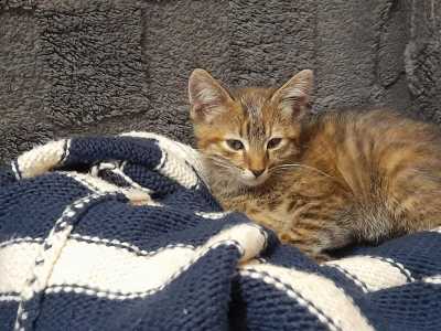 Котёнок девочка