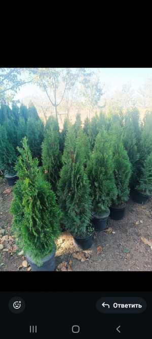 Туя Смарагд