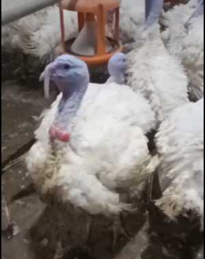 Индюки Биг6