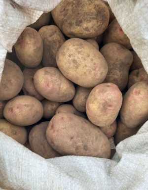 Картошка, сорт Пикассо