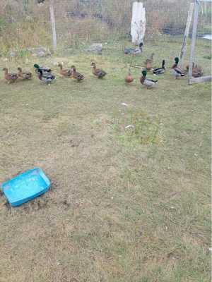 Подсадные утки