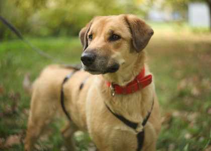 Добрая и милая Тесса