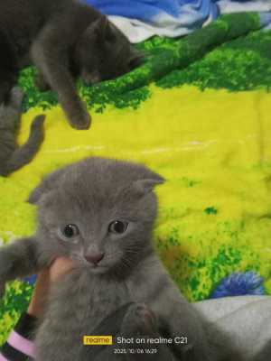 Продажа котёнка