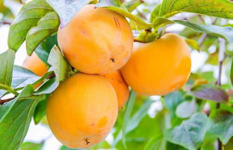 Хурма, Королек, Шишбурун