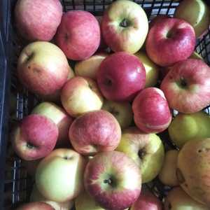 Яблоки, сорт свойствами долгого хранения