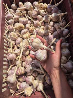 Чеснок