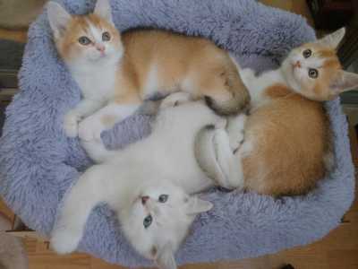 Котята от клубных родителей