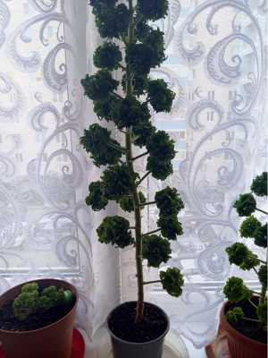 Душистая пеларгония