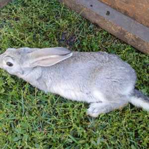 Кролики на племя(крольчихи)