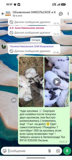 Кролики мясных пород