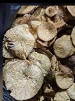 Грибы сушеные