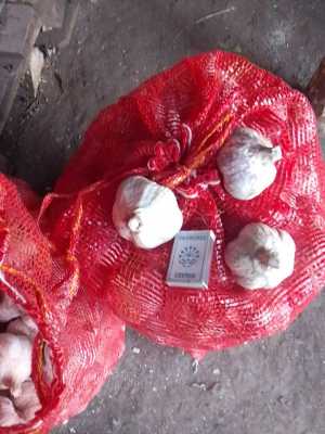 Чеснок домашний