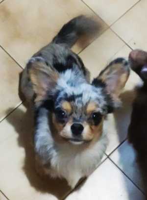 Чихуахуа мальчик