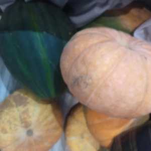 Продам тыкву