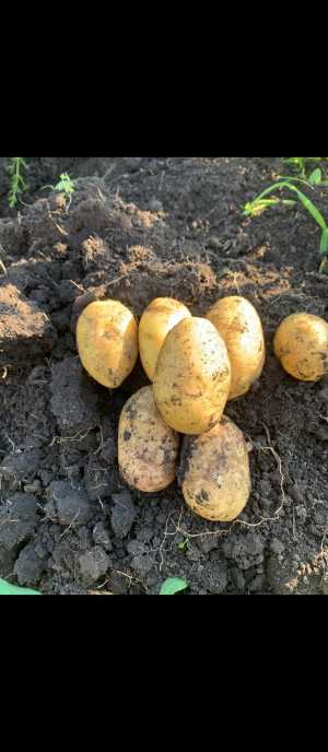 За 15 руб 1кг