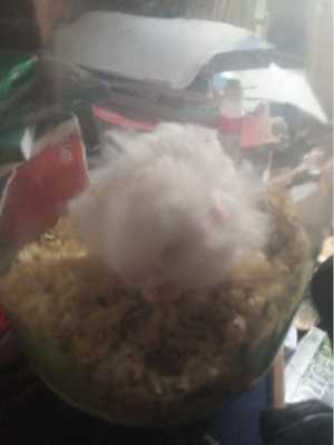 Продам хомяка