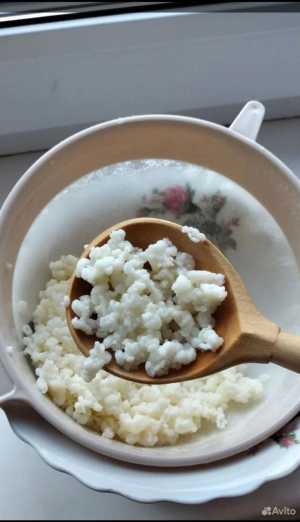 Кефирный гриб, молочный гриб