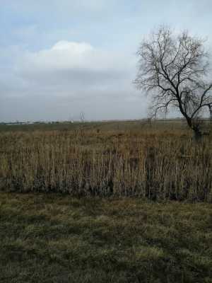 3 гектара