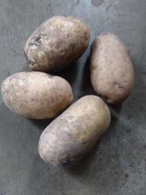 Семенной картофель