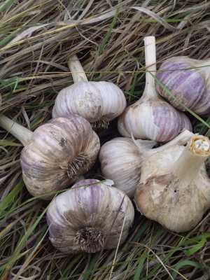 Озимый крупный чеснок