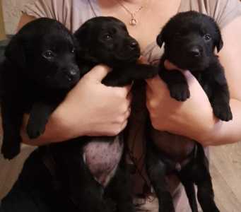 Щенки лабрадора.