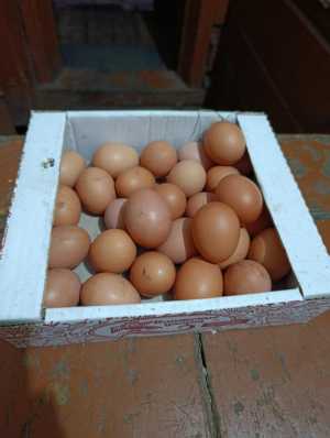 Яйца деревенские