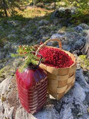 Натуральный источник витаминов - брусничный сок (концентрат) из Карелии!