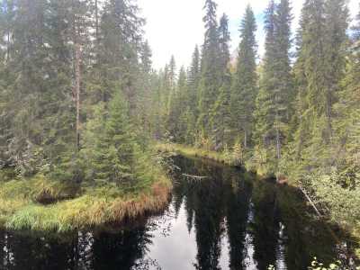 Натуральный источник витаминов - брусничный сок (концентрат) из Карелии!