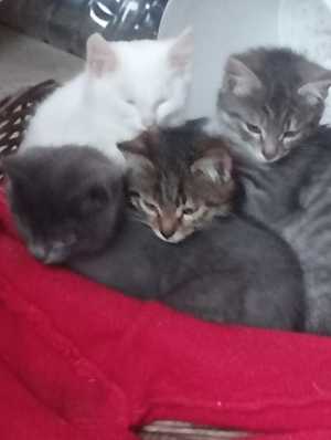 Котята в добрые руки (бесплатно)